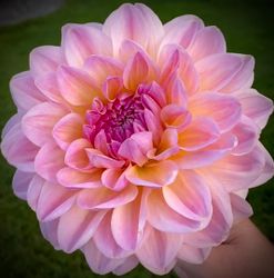 Dahlia Maya