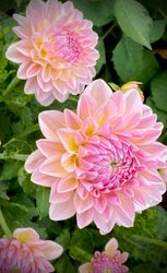 Dahlia Maya