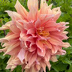 Dahlia Mango Madness