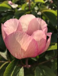 Pion 'Anika'