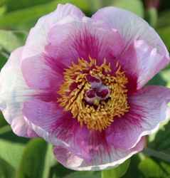 Pion 'Anika'