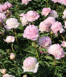Pion ´Angel Cheeks'