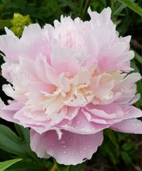 Pion ´Angel Cheeks'