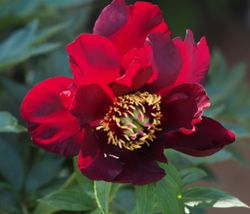 Itoh-pion 'Chief Black Hawk'