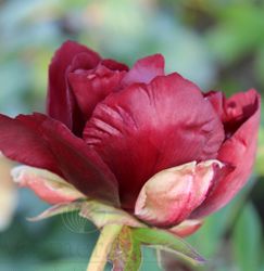 Itoh-pion 'Chief Black Hawk'
