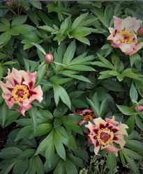 Itoh-pion 'Court Jester'