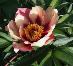 Itoh-pion 'Court Jester'