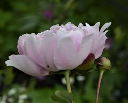 Pion 'Myrtle Gentry'