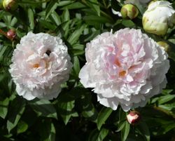 Pion 'Myrtle Gentry'