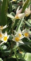 Dvärgtulpan 'Turkestanica'