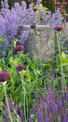 Allium atropurpureum,