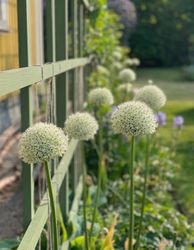 Allium ´Mount Everest´