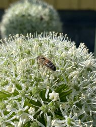 Allium ´Mount Everest´