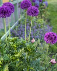 Allium ´Purple Sensation´