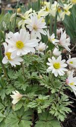 Balkansippa ´White Splendour´