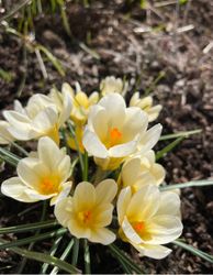 Krokus ´Cream Beauty´