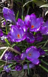 Krokus ´Ruby Giant´