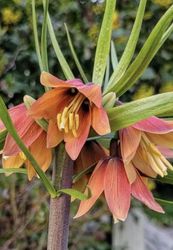 Fritillaria ´Early Fantasy´