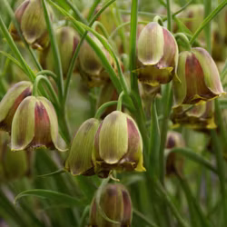 Fritillaria acmopetala