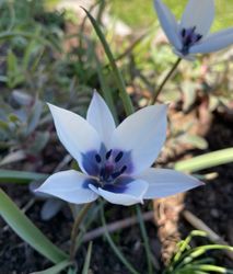 Tulpan Alba Coerulea Oculata