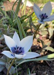 Tulpan Alba Coerulea Oculata