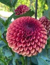 Dahlia ´Copper Boy´