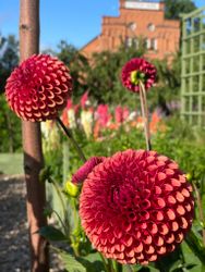 Dahlia ´Copper Boy´