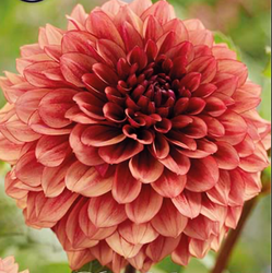 Dahlia ´Jowey Merel´