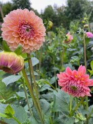 Dahlia ´Natalie G´