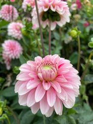 Dahlia ´Strawberry Cream´