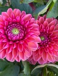 Dahlia ´Daisy Duke´