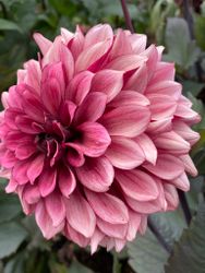 Dahlia ´Night Silence´