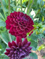 Dahlia ´Gipsy Night´