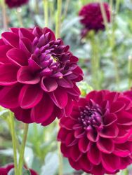 Dahlia ´Gipsy Night´