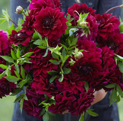 Dahlia ´Admiral Rawlings´