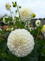 Dahlia ´Boom Boom White´