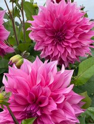 Dahlia ´Café au Lait Rose´