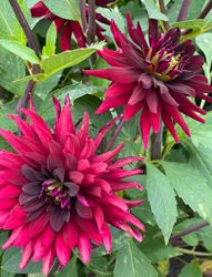 Dahlia ´Chat Noir´