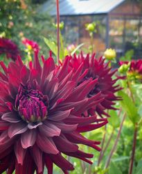 Dahlia ´Chat Noir´