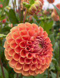 Dahlia ´Cornel Bronze´