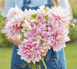 Dahlia ´Evanah´