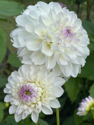 Dahlia ´Eveline´
