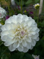 Dahlia ´Eveline´