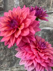 Dahlia ´Feline Yvonne´