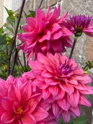 Dahlia ´Feline Yvonne´