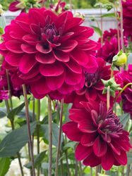 Dahlia ´Karma Naomi´