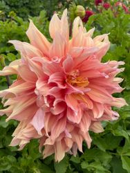 Dahlia ´Mango Madness´