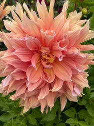 Dahlia ´Mango Madness´