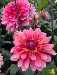 Dahlia ´Misses Dutch´