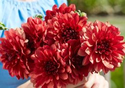 Dahlia ´Missis Miley´